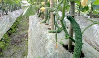 家里种黄瓜怎么种 在家里如何种黄瓜的种子