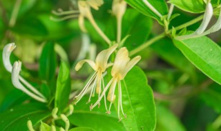 金银花怎么种植盆栽（金银花盆栽种植方法）