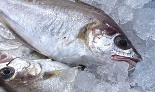 冰冻的鱼怎么做好吃（冰冻的鱼怎么做好吃又简单）