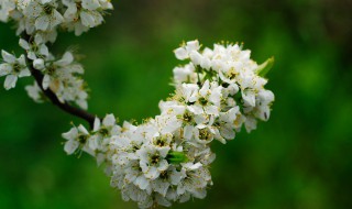 花团锦簇典故 花团锦簇含义