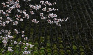 春风化雨典故（春风化雨典故出自）