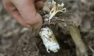 金蝉花种植方法 金蝉花种植方法视频