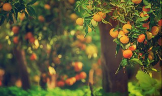 橘子叶的功效与作用 橘子叶的功效与作用及食用方法