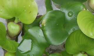 水葫芦的好处（水葫芦的益处）