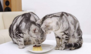 剩饭怎么做给猫吃（吃剩的猫饭怎么保存）