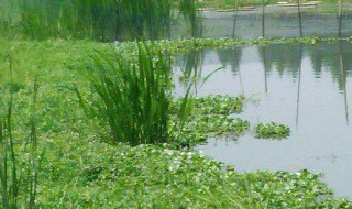 池塘种水草怎么养（池塘种水草养鱼）