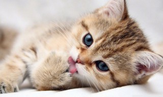 猫咪可以常吃狗粮吗 猫猫可以长期吃狗粮吗