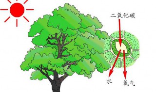 光合作用的场所是什么条件是什么 光合作用的场所是什么条件是什么产物是什么