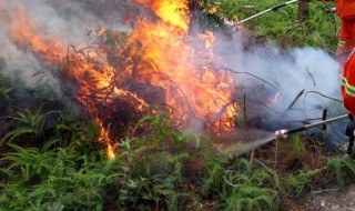 森林防火宣传标语 森林防火宣传标语十条