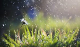 有什么诗描写雨（哪些诗句描写雨）