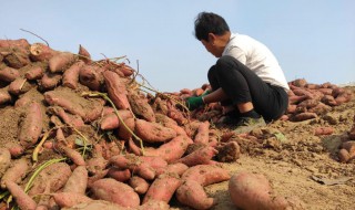 红薯用什么药治地下害虫好 红薯用什么药治地下害虫好用