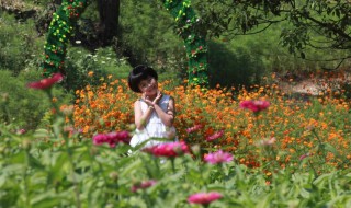 小蜜蜂花丛中飞呀是什么歌（小蜜蜂飞在花丛中是什么歌）