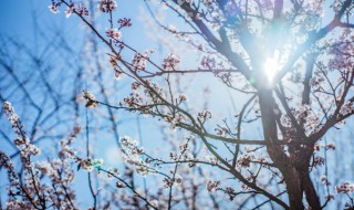 花中的四大君子是哪四种花呢 花中的四大君子是哪四种花呢图片