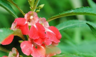 凤仙花花期养护（凤仙花的花期一般可保持几个月左右）