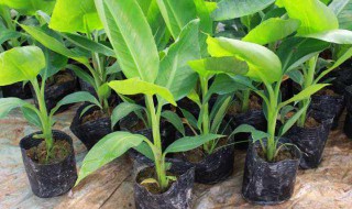 矮香蕉盆栽怎么种 矮香蕉盆栽真能结果吗