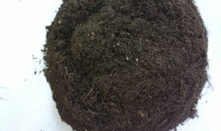 泥炭土和什么土搭配好 泥炭土和营养土哪个好