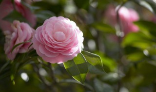 6月如何养茶花花苞狂冒（六月份茶花怎么管理）