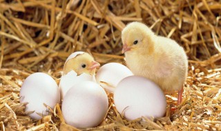 怎么区分母鸡下蛋和不下蛋 怎么区分母鸡下蛋和不下蛋的原因