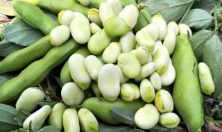 青胡豆做法大全