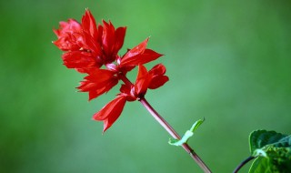 炮仗花致癌吗有没有毒 炮仗花有药用价值吗