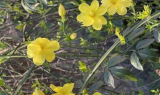 迎春花吉利吗适合摆院子里吗（迎春花吉利吗适合摆院子里吗风水好吗）