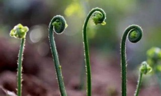 蕨菜怎么保存到下半年 蕨菜怎么保存到下半年又新鲜