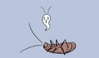 家里出现蟑螂如何处理 卧室发现一只蟑螂如何找出窝