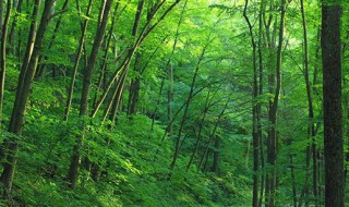 平地木的功效与作用 平地木的功效与作用及禁忌症