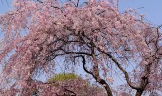 樱花树怎么种植（樱花树种植生长条件）