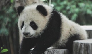 大熊猫的外貌及性格特点 大熊猫的外貌及性格特点是什么