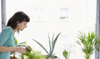 水培植物叶子发黄怎么办 水培植物叶子尖发黄干枯怎么办