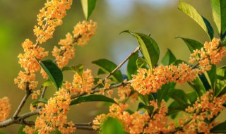 桂花叶子有黄点怎么办（桂花叶子有黄点怎么办视频）