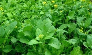 菜苔北方叫什么菜 白菜苔图片