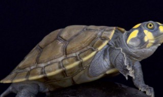 黄头侧颈龟怎么养 黄头侧颈龟怎么养好