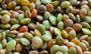 小扁豆的功效与作用 小扁豆的功效与作用禁忌杂粮