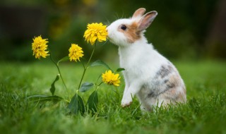 养兔子需要注意什么 养兔子需要注意什么?
