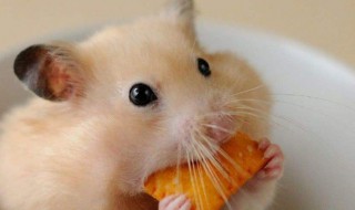 仓鼠最喜欢吃什么零食 仓鼠喜欢吃什么活物