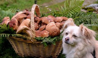 狗狗是不是不能吃香菇 狗狗是不是不能吃香菇了