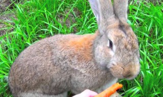 巨型花明兔怎么养（巨型花明兔养殖视频）