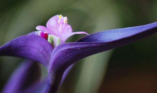 如何养紫罗兰养紫罗兰有六种必要的方法 紫罗兰的栽培方法