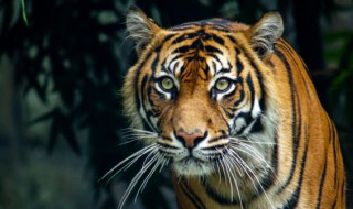老虎的克星是什么动物 科学家禁止复活的九种动物