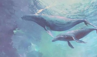 鲸鱼在爱情里的寓意 鲸鱼是爱情的象征吗