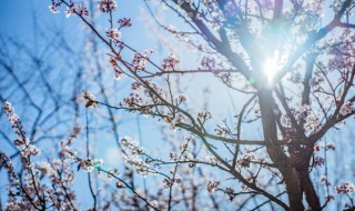 梅花是什么颜色 梅花是什么颜色的图片