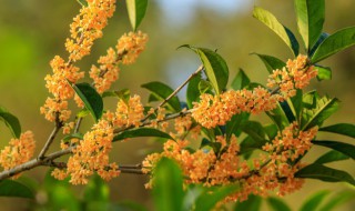 一什么桂花（一什么桂花雨）