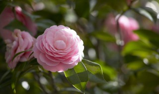 花卉是什么意思（木本花卉是什么意思）