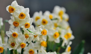 水仙花语言水仙花功效（水仙花的真正花语是什么）