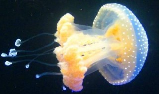 浮游生物有哪些 海洋浮游生物有哪些