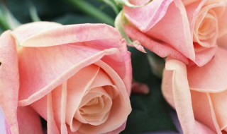 玫瑰花颜色的含义是 玫瑰花颜色的含义是