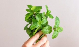 薄荷和胖大海怎样泡 薄荷加胖大海