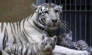 动物园最忙的老虎是怎么回事 动物园里面的老虎是什么老虎